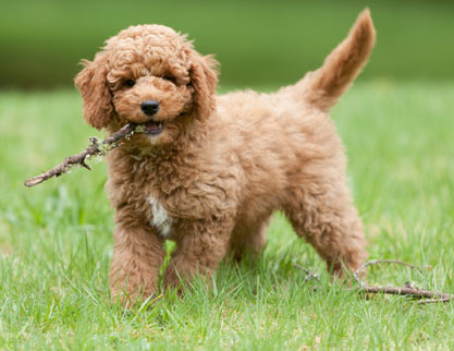 De prijs van een labradoodle