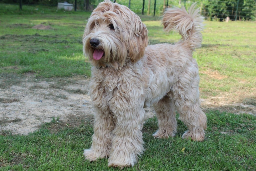 House of Australian Labradoodles
