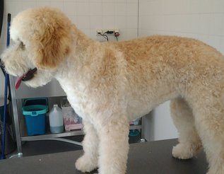 Labradoodle trimmen Labradoodle trimmen