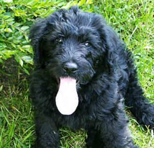 herplaatsing labradoodles