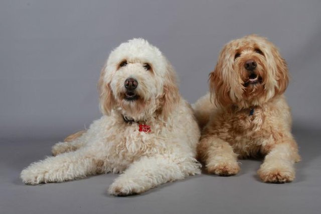het karakter van de labradoodle het karakter van de labradoodle