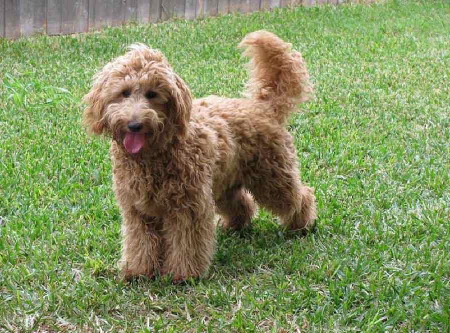hoe vindt ik een goede labradoodle fokker