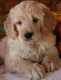 labradoodle kopen labradoodle kopen