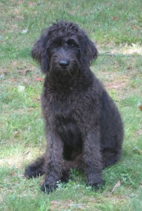 Wat is de schofthoogte van de Labradoodle Wat is de schofthoogte van de Labradoodle