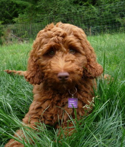 vachtverzorging van een labradoodle vachtverzorging van een labradoodle