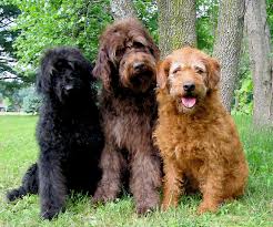 Labradoodle fokkers: waar op te letten bij het vinden van een betrouwbare fokker