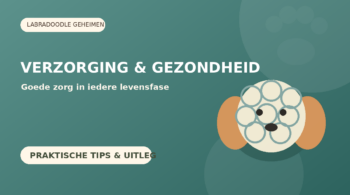 Labradoodle verzorging en gezondheid – praktische uitleg