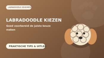 Een Labradoodle kiezen – praktische informatie en aandachtspunten
